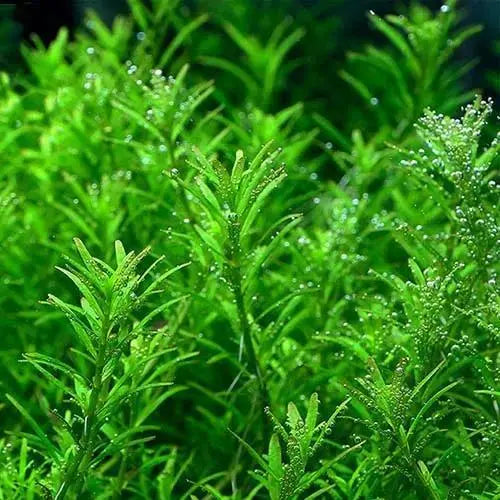 Rotala Rotundifolia Wayanad - Potted