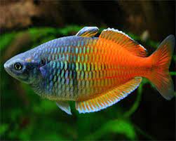Boesemani Rainbowfish - Planted Aquaria - Bring Nature Home