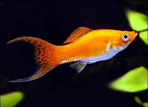 Acheter molly lyre melange (environ 5 cm) sur la boutique FishFish - Achat  en ligne et livraison rapide