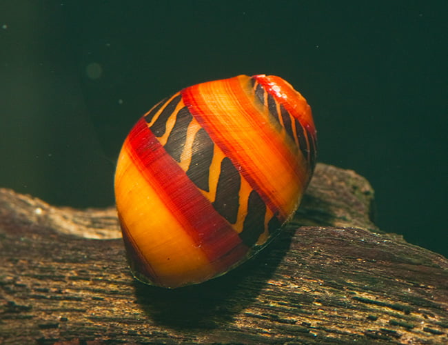 Nerite Snail - Red Racer - Planted Aquaria - Bring Nature Home