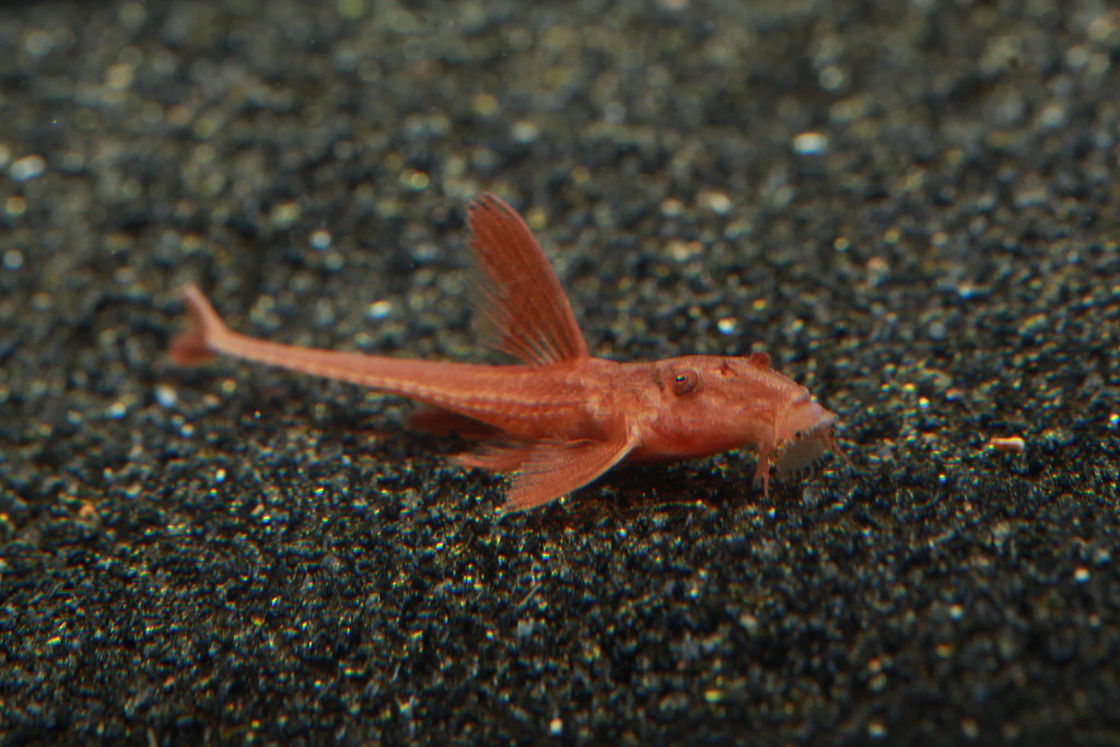 Red Lizard Whiptail Catfish - Planted Aquaria - Bring Nature Home
