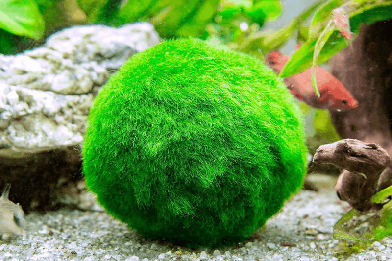 Moss Ball (1-1.5) - Planted Aquaria - Bring Nature Home