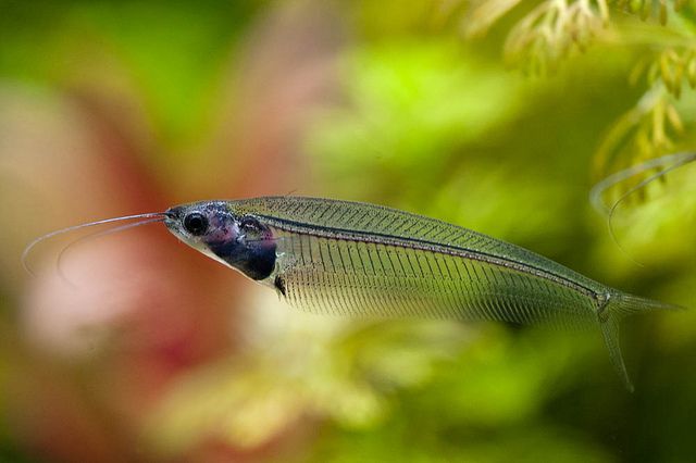 Thailand Glass Catfish - Planted Aquaria - Bring Nature Home